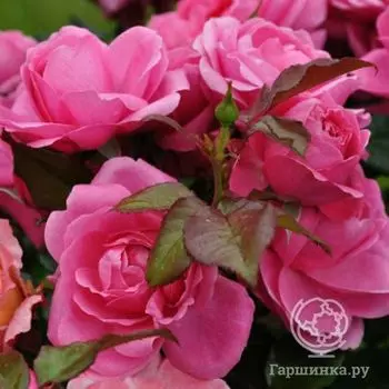 Роза Барлебург флорибунда, Топалович