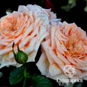 Роза Барок плетистая