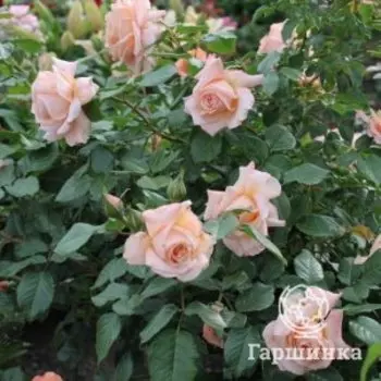 Роза Барок плетистая, Тантау