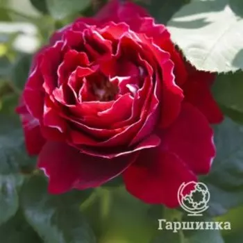 Роза Барон Жиро Де Лен, Питомник роз