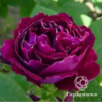 Роза Барон Жирод де Лен