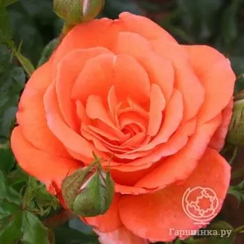 Роза Бэтти Харкнесс, Харкнесс