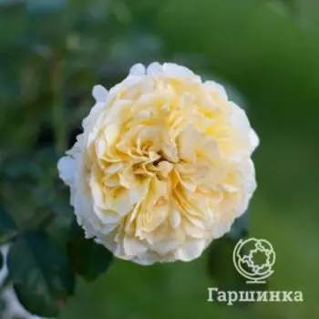 Роза Беатрис