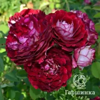 Роза Бель де Сагоза, Питомник роз Тимофей