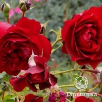 Роза Бельканто плетистаяоза