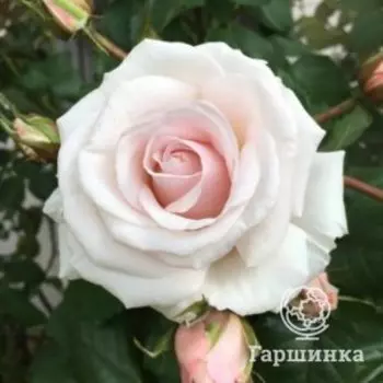 Роза Бельмонте Принцесс, Харкнесс