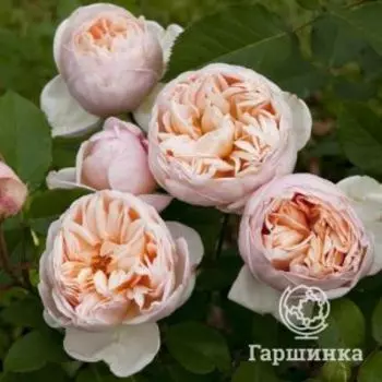 Роза Бель Романтика, Мейян