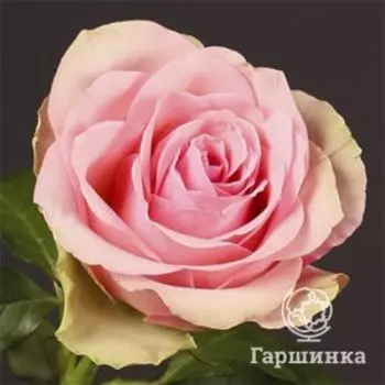 Роза Бель Роуз
