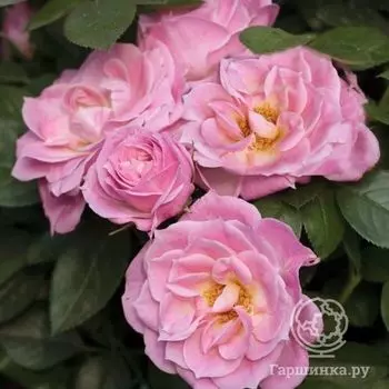 Роза Бель Симфони миниатюрная, Топалович