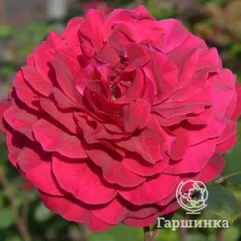 Роза Бельвью чайно-гибридная, Питомник роз