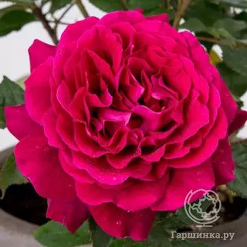 Роза Бельвью, Кордес