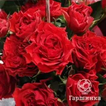 Роза Белалинда Брик