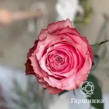 Роза Белиз