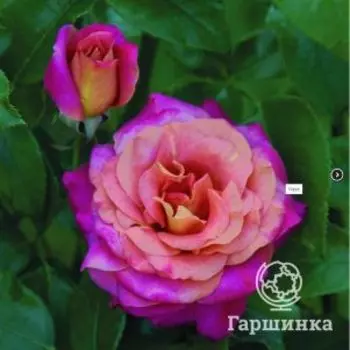 Роза Белль Эпок, Барни