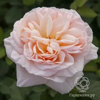 Роза Белль Романтика/Александрин, Мейян