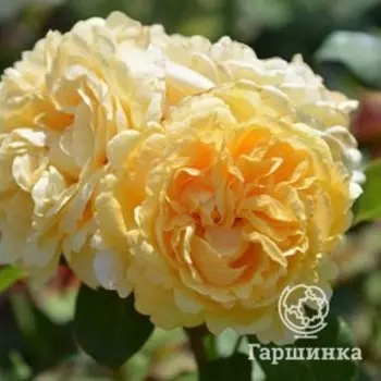 Роза Белла Ди Тоди чайно-гибридная