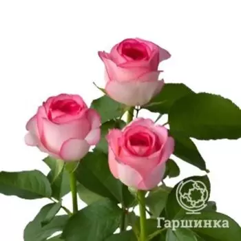 Роза Белла Вита