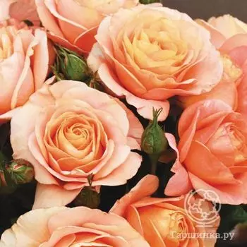 Роза Бенгали флорибунда, Кордес