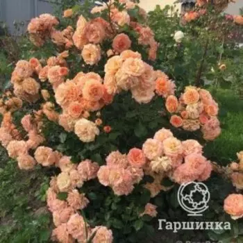 Роза Бентхаймер Голд, Кордес