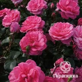 Роза Берлебург флорибунда, Топалович