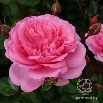 Роза Берлебург Нэйшинал Паркс, Пулсен