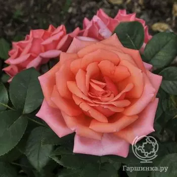 Роза Бермуда, Интерплант