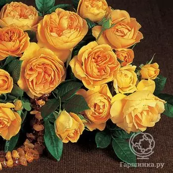 Роза Бернштайн-Роуз флорибунда, Тантау