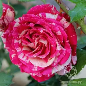 Роза Бест Импрешен чайно-гибридная, Тантау