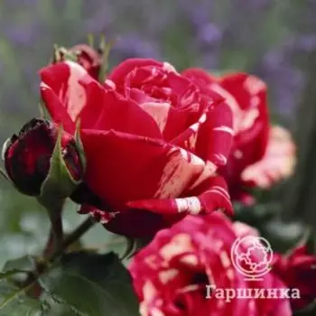 Роза Бест Импрешн чайно-гибридная