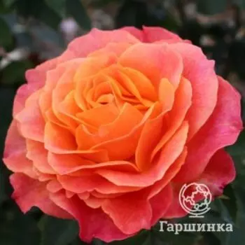 Роза Беттер Таймс, Кордес