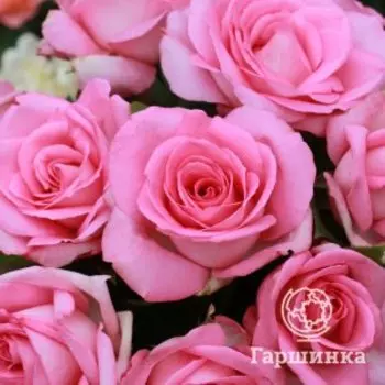 Роза Беверли чайно-гибридная, Питомник роз