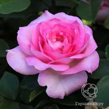 Роза Беверли чайно-гибридная, Топалович