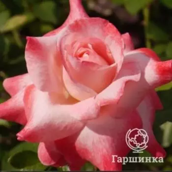 Роза Биг Эппл чайно-гибридная, Питомник роз Королева Роза