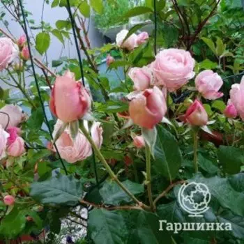 Роза Бийе Ду плетистая