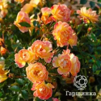 Роза Биненвайде Фрути кустарниковая, Тантау