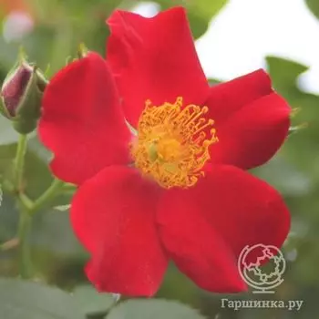 Роза Биненвайде Рот кустарниковая, Тантау