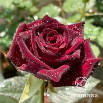 Роза Блэк Баккара чайно-гибридная