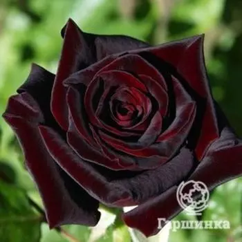 Роза Блэк Баккара чайно-гибридная, Топалович