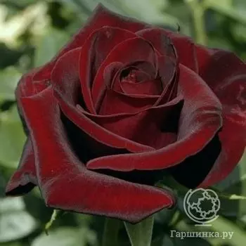 Роза Блэк Мэджик чайно-гибридная, Тантау