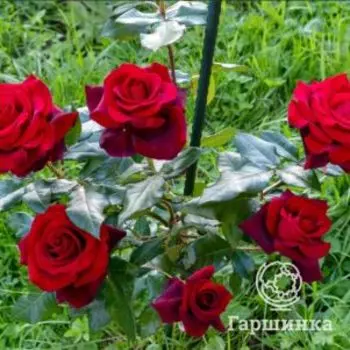 Роза Блэк Мэджик