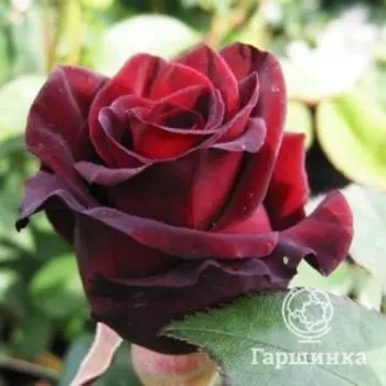 Роза Блэк Принц чайно-гибридная