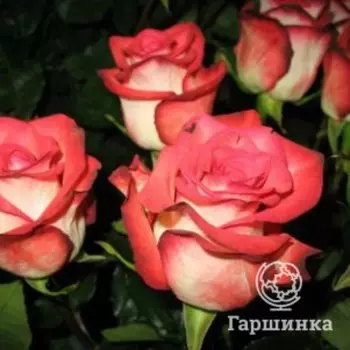 Роза Блаш чайно-гибридная, Питомник роз
