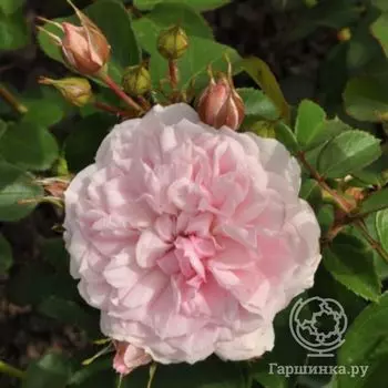 Роза Блаш Винтерджевел, Фено Гено