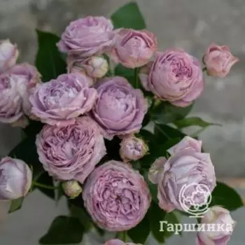 Роза Блоссом Бабблз, Питомник роз Королева Роза