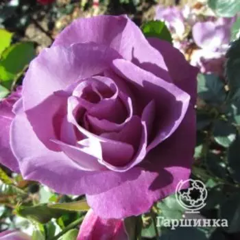 Роза Блю Фо Ю флорибунда