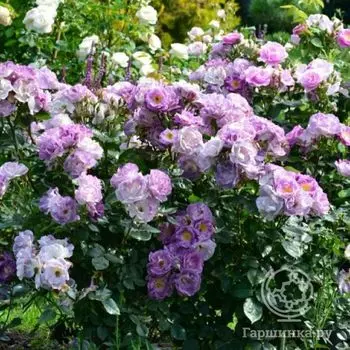 Роза Блю фо Ю на штамбе 90см