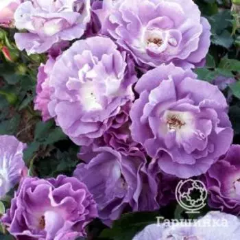 Роза Блю фо Ю флорибунда