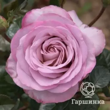 Роза Блю Герл, Питомник роз Королева Роза