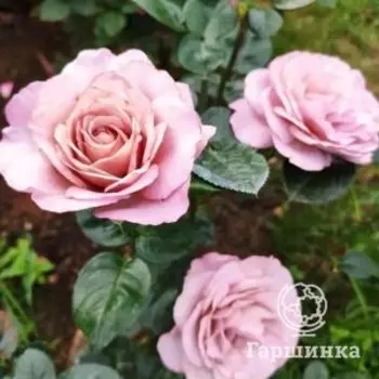 Роза Блю Герл, Питомник Розы Фокино