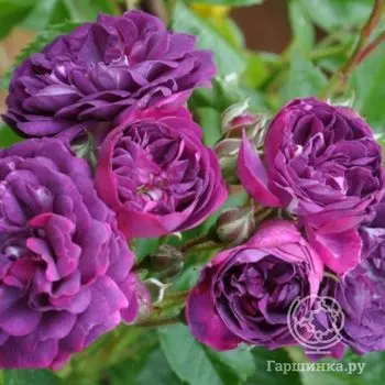 Роза Блу Маджента, Гийо